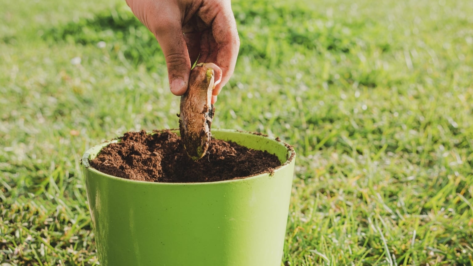 How to Grow a Mango Tree From Seed