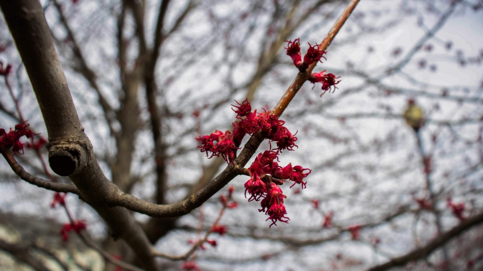 15 Early Spring Flowering Trees For Your Home Landscape