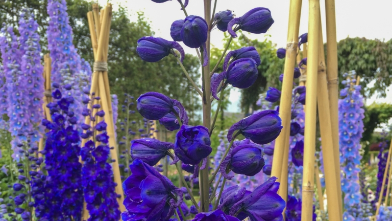 How to Grow Delphiniums From Seed