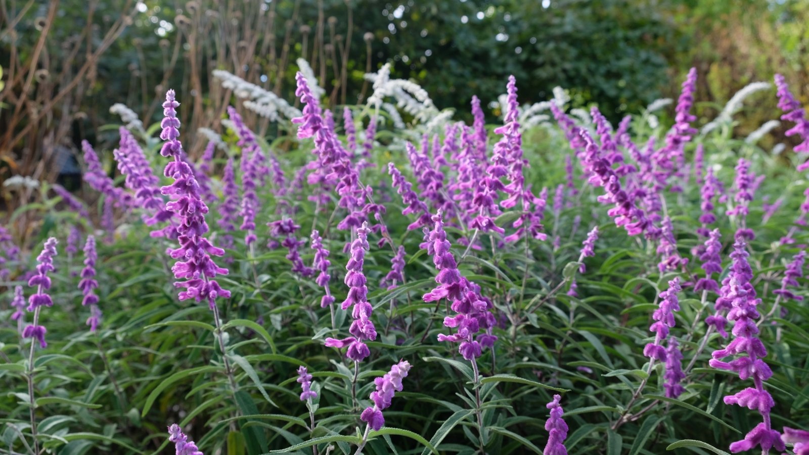 Tall, slender stems with long spikes of velvety purple flowers and silvery-green leaves.