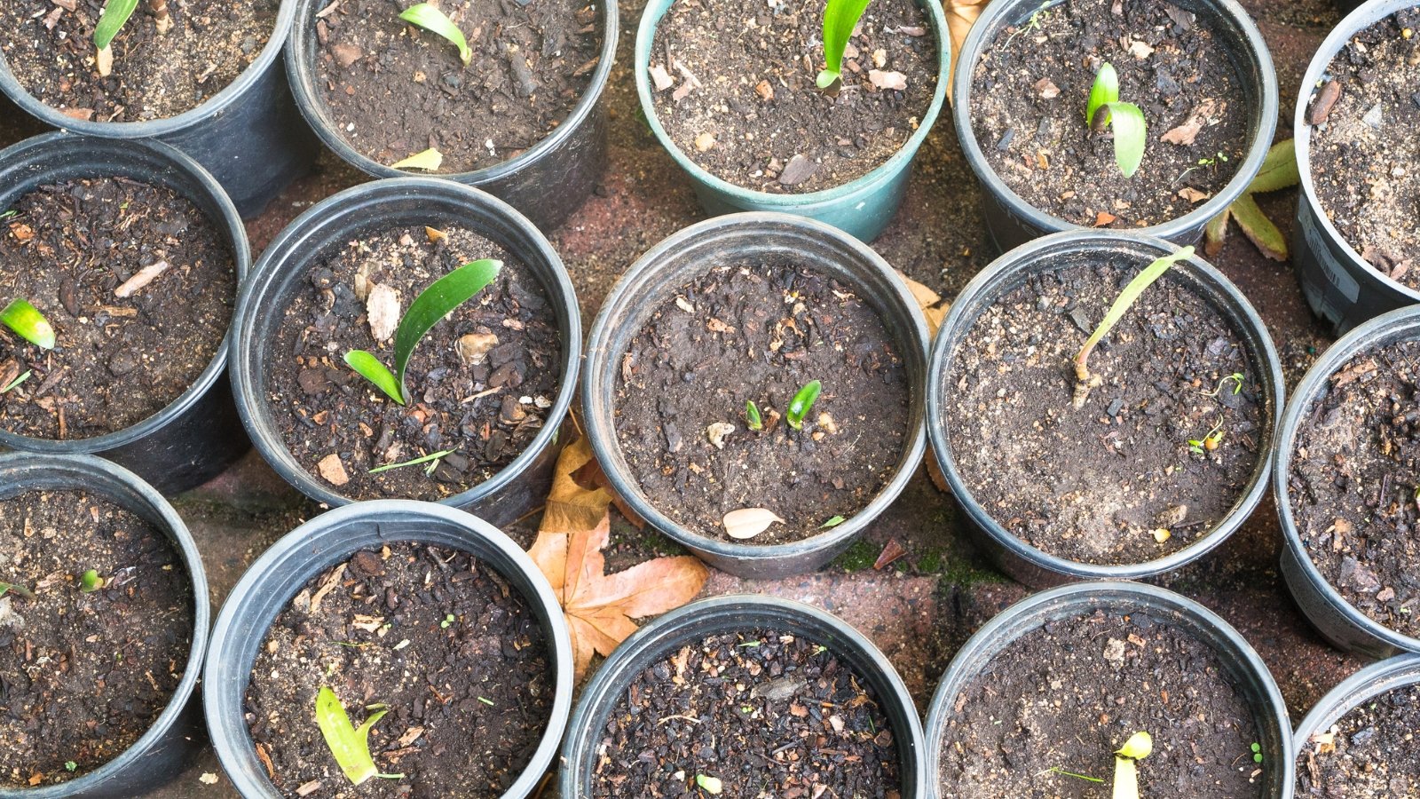 Several seedlings with small green leaves emerging from dark soil in black nursery pots.
