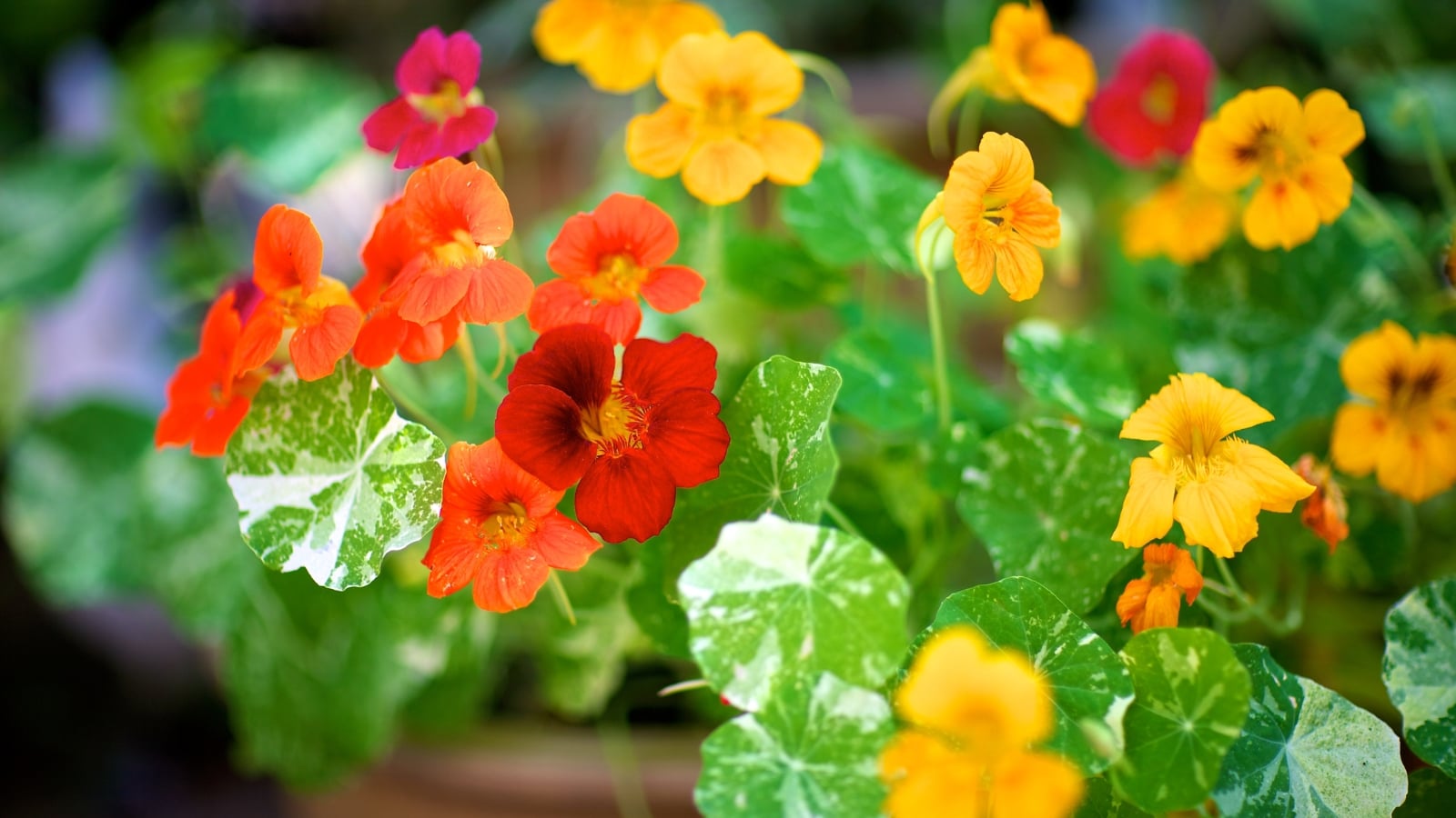 A close-up shot of a small composition of bright orange flowers with round green-and-white variegated leaves.