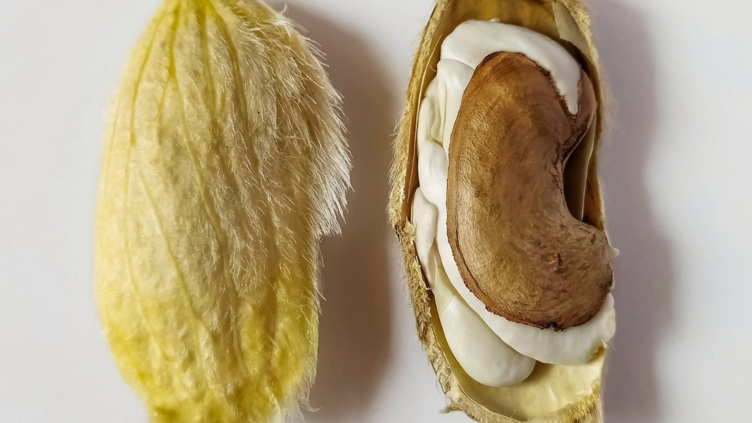 How to Grow a Mango Tree From Seed