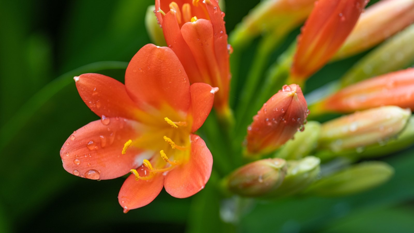 Round orange flower buds with yellow tips just starting to bloom near unopened green buds.