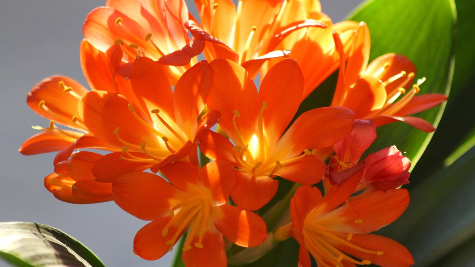 Dense orange flower heads with yellow tips in full bloom, surrounded by dark green strap-like leaves.