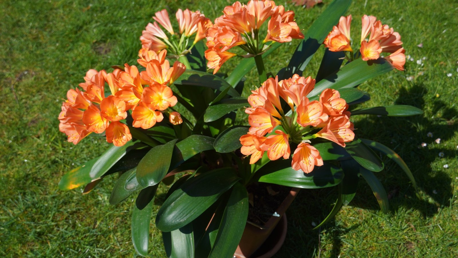 A plant growing outdoors with a dense orange flower cluster above arching dark green leaves.