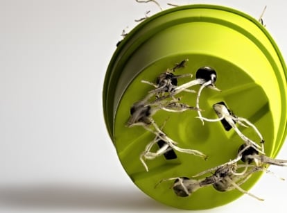 Seedlings with thin, pale stems and tangled white roots spill from drainage holes of a green planter.