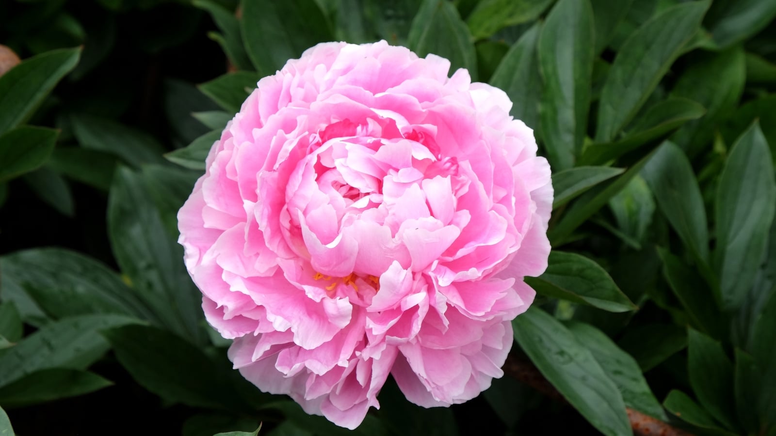 Fully bloomed Paeonia lactiflora 'Sarah Bernhardt' with layered pink petals and deep green leaves.