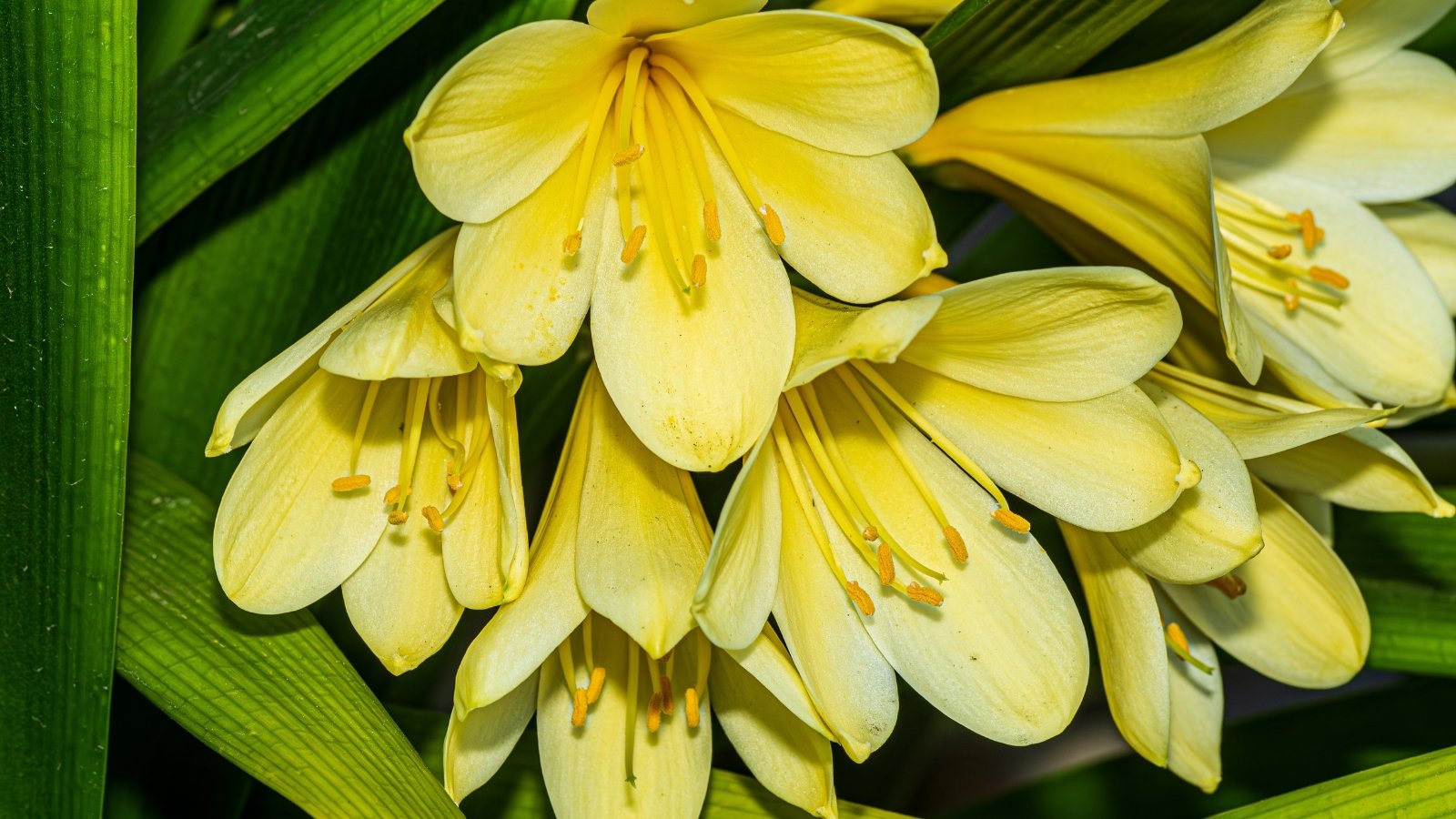 Soft pale yellow flowers with fine yellow stamens rising above a fan of smooth green leaves.
