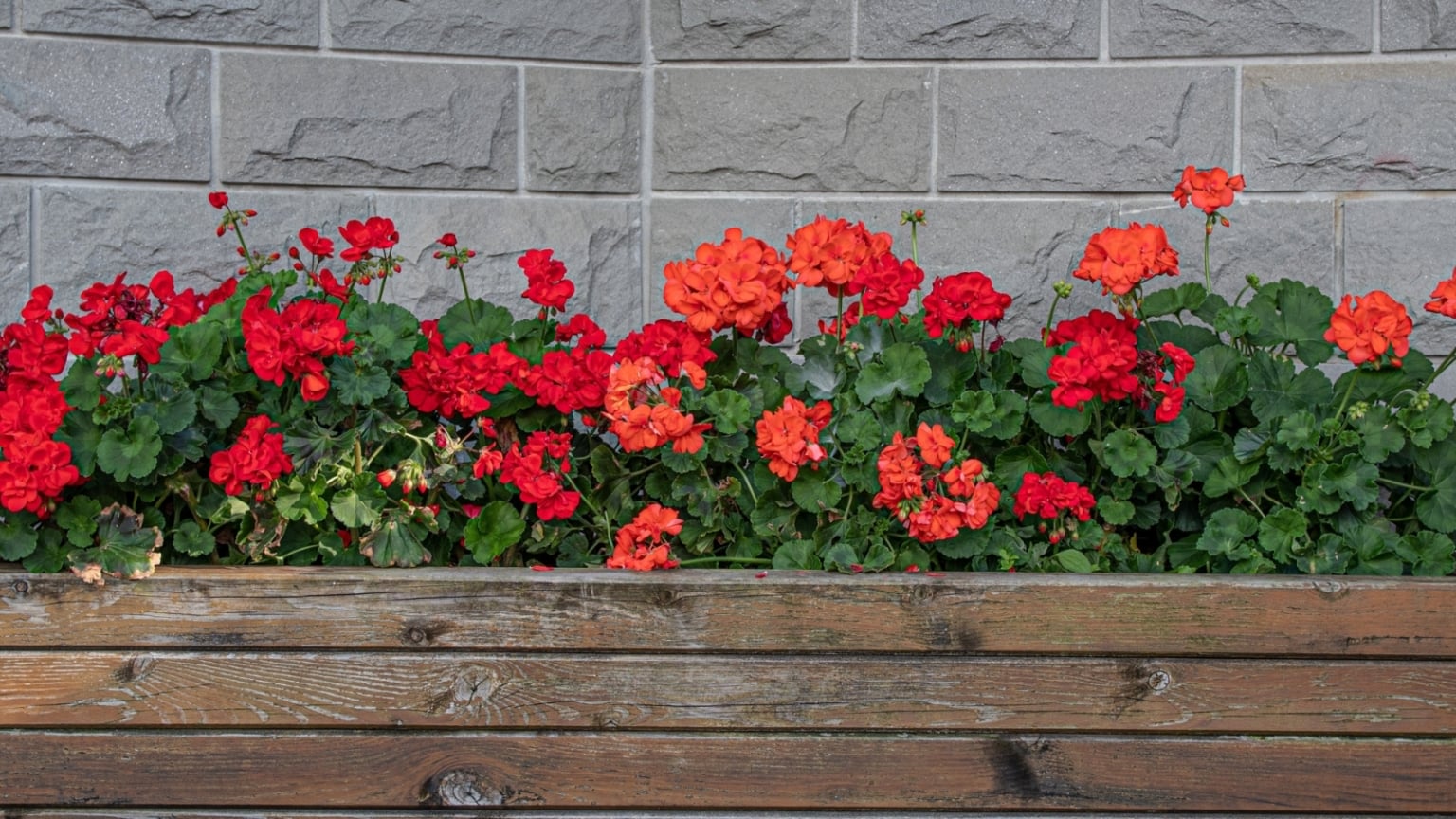How to Plant, Grow, and Care for Geraniums