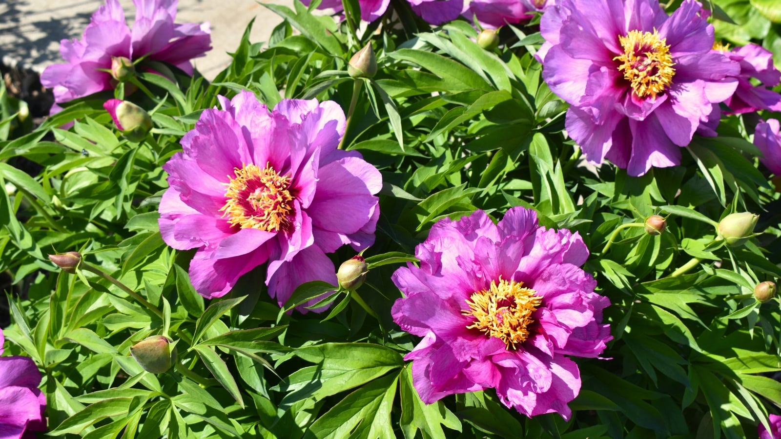 A close-up and overhead shot of a blooming, purple flower with yellow centers, basking in bright sunlight outdoors