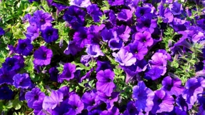 A trailing plant with lush green foliage and sturdy stems supporting abundant, velvety trumpet-shaped flowers in a deep purple hue with a rich, saturated tone and slightly ruffled petal edges.
