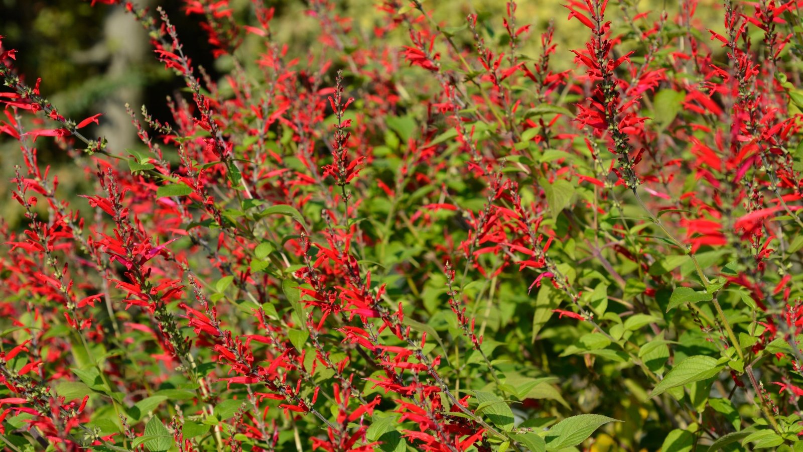 Bright red tubular flowers growing on tall, green stems with aromatic, pointed leaves.