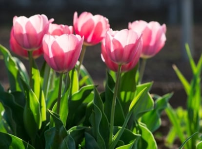 Elegant, cup-shaped flowers of a delicate pink hue with smooth, gently curved petals bloom atop tall, sturdy green stems, surrounded by broad, lance-shaped leaves with a glossy surface in a sunny garden.