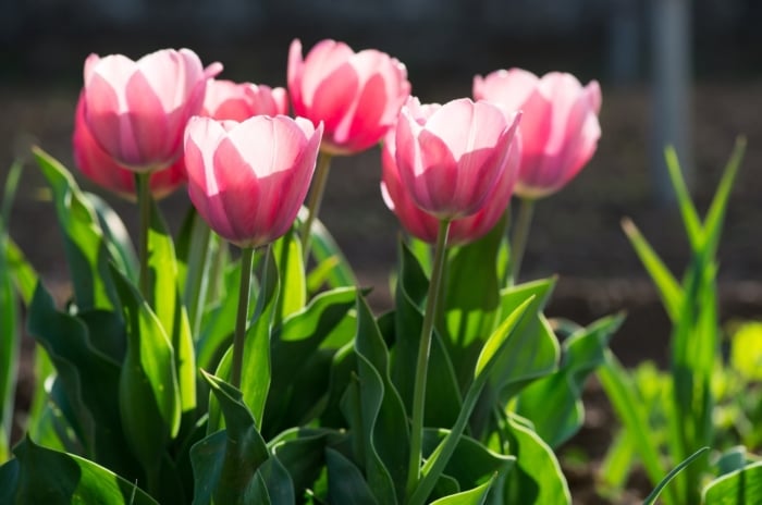 Elegant, cup-shaped flowers of a delicate pink hue with smooth, gently curved petals bloom atop tall, sturdy green stems, surrounded by broad, lance-shaped leaves with a glossy surface in a sunny garden.