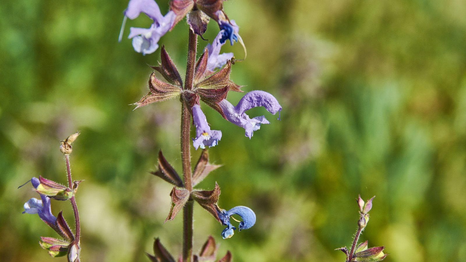 Light purple flowers with a hint of blue, growing from fuzzy, silver-green leaves.