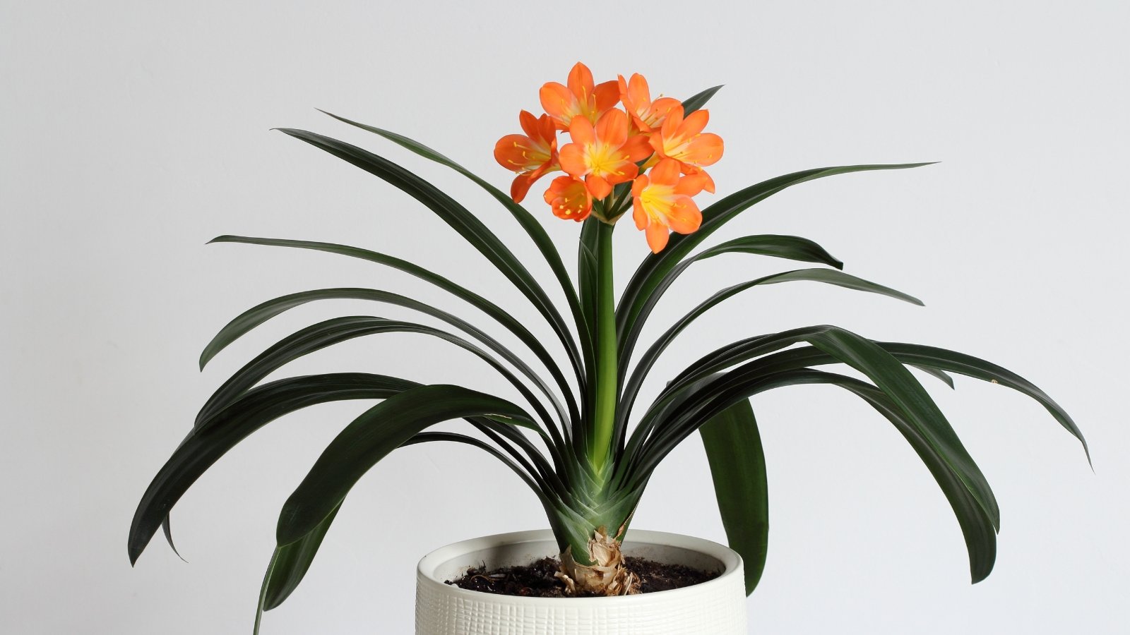 A potted plant featuring a vibrant orange flower cluster rising above a mass of dark green leaves.
