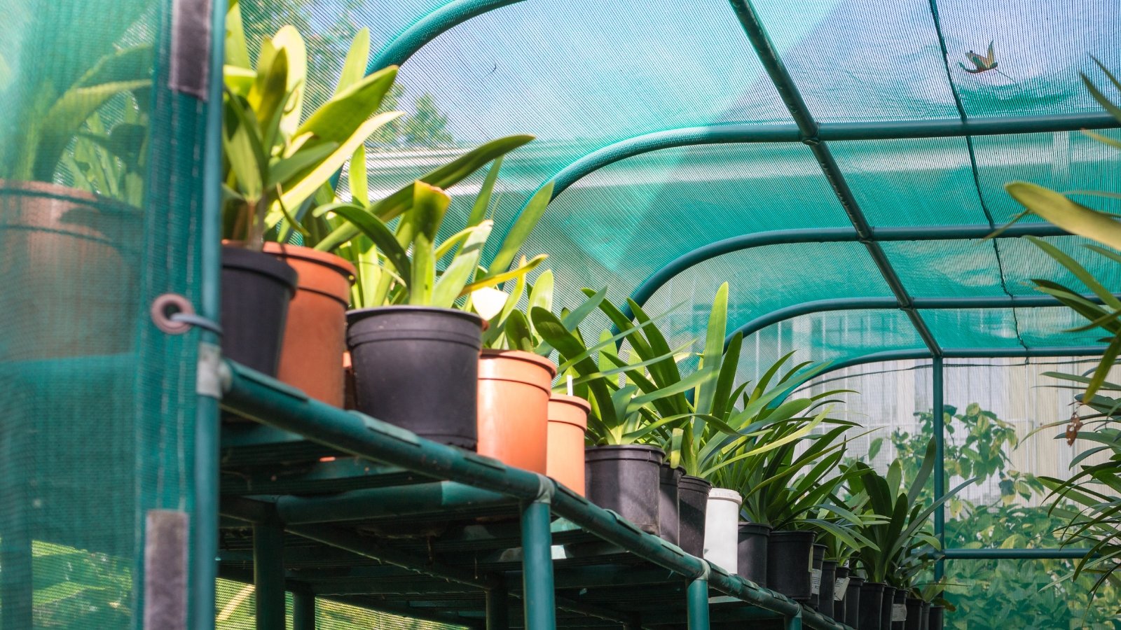 Rows of potted plants with long, shiny green leaves displayed on shelves inside a greenhouse.