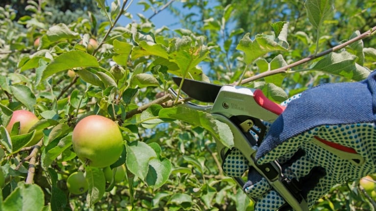 The Right Time to Prune the Most Popular Fruit Trees