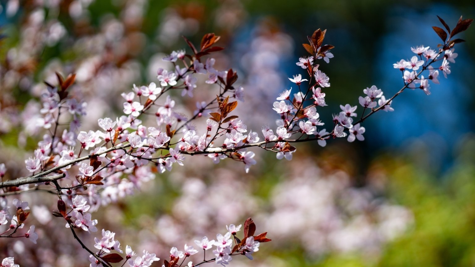 15 Early Spring Flowering Trees For Your Home Landscape