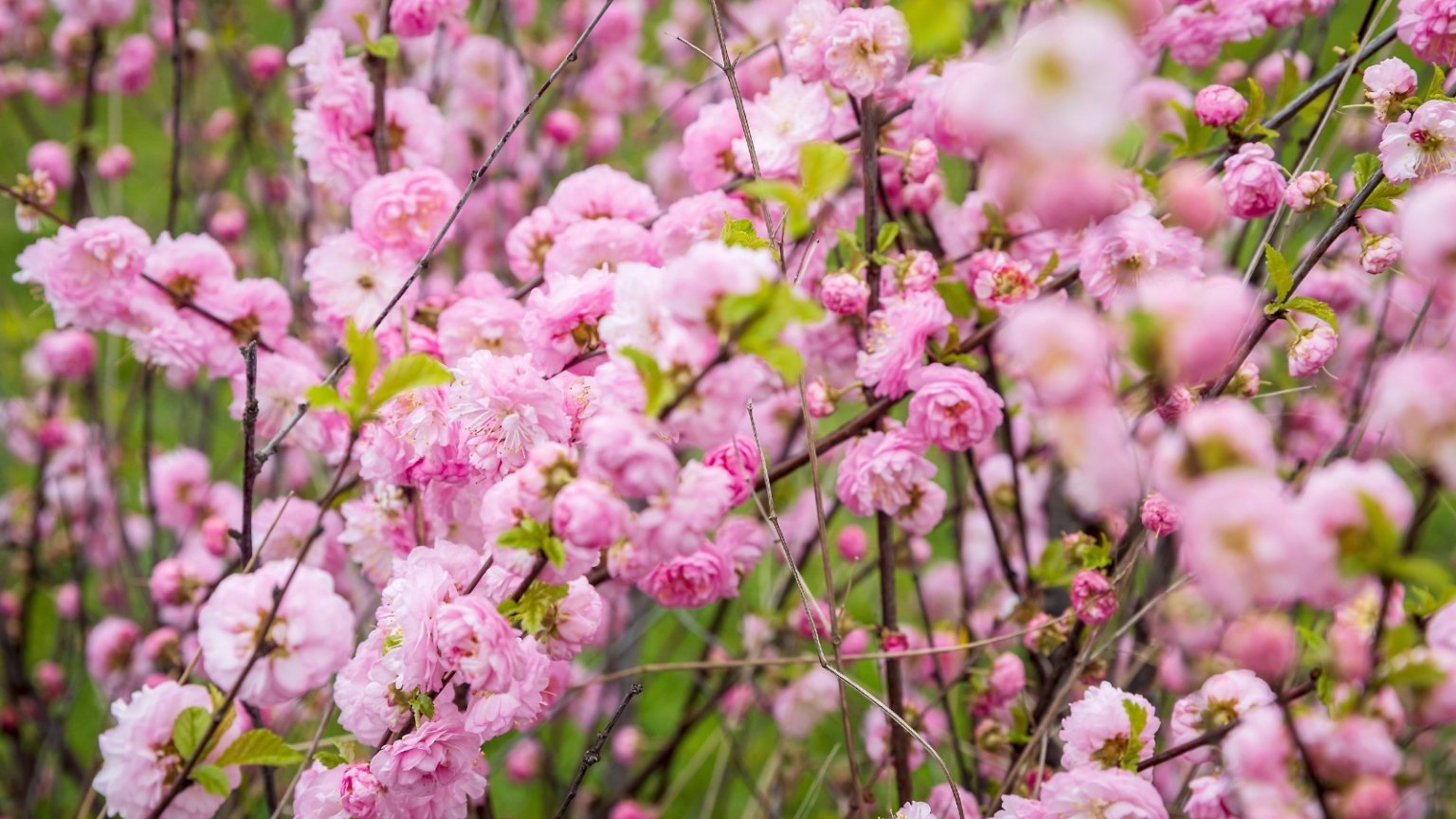 15 Early Spring Flowering Trees For Your Home Landscape