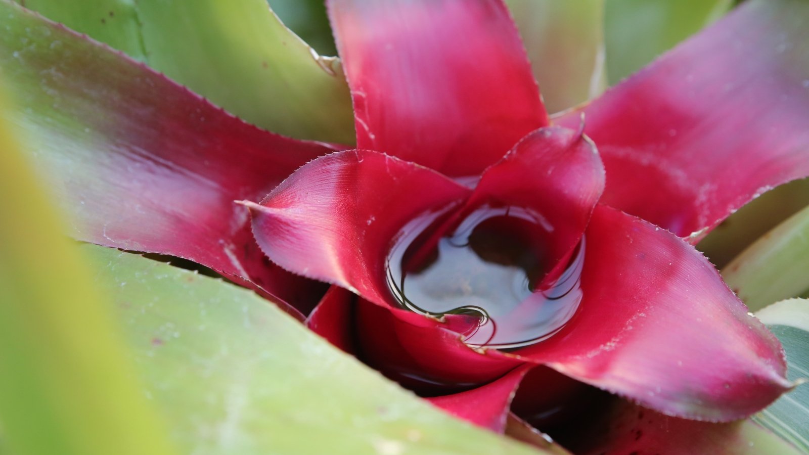 Bright red, glossy leaves forming a deep center cup partially filled with clear water, surrounded by green.