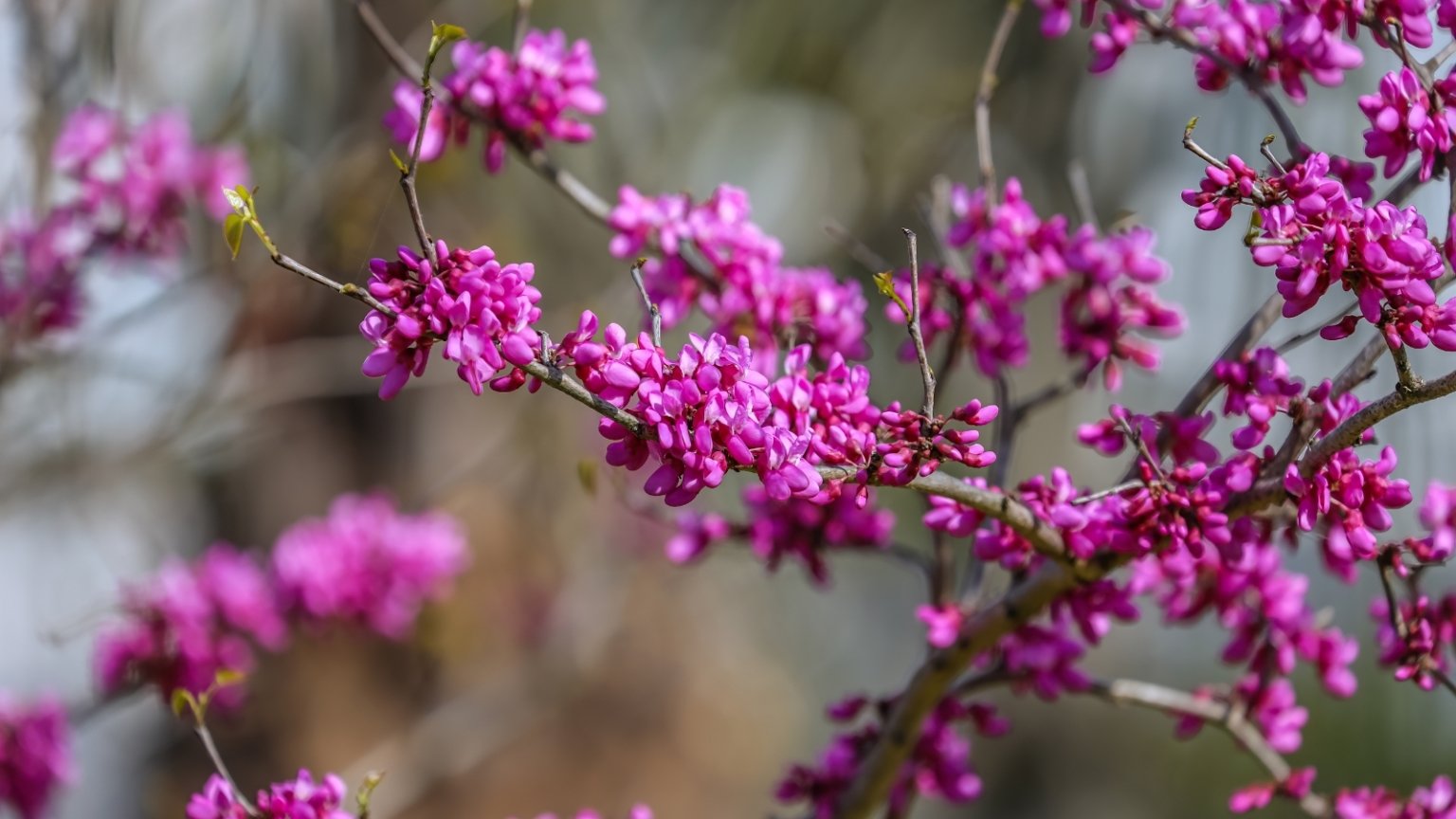 15 Early Spring Flowering Trees For Your Home Landscape