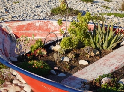 A blue and red boat hull filled with Cyperus papyrus and Juncus effusus surrounded by white pebbles, an example of upcycle ideas for the garden