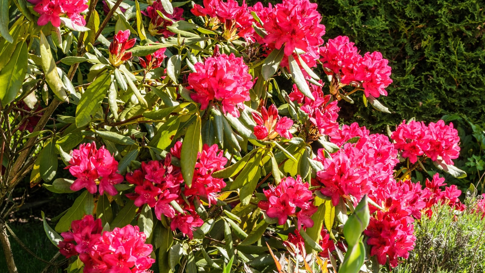 A close-up shot of a group of vibrant rosy blooms alongside green foliage of the 'Nova Zembla' Rhododendron, all situated in a well lit area outdoors