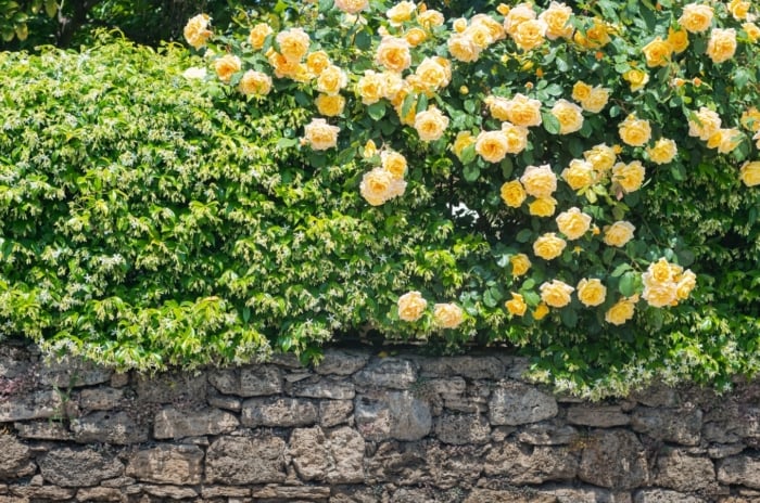 Yellow Rosa flowers growing along a dense green vine over a rustic stone wall.