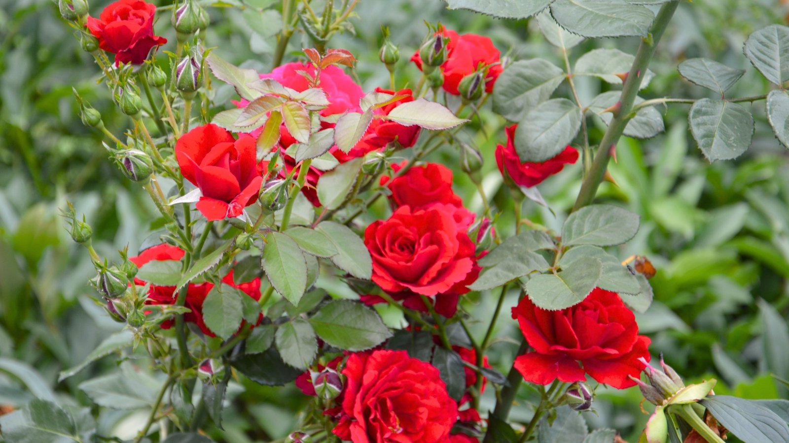 Multi-layered petals in a rich red form large, fragrant blooms, emerging from upright stems with thorny, leafy growth.