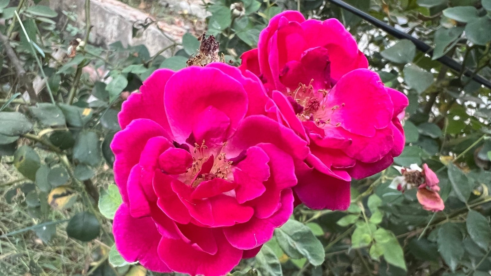 Rose 'Cinnamon Hearts' with ruffled deep pink petals and a golden center among dark green leaves.