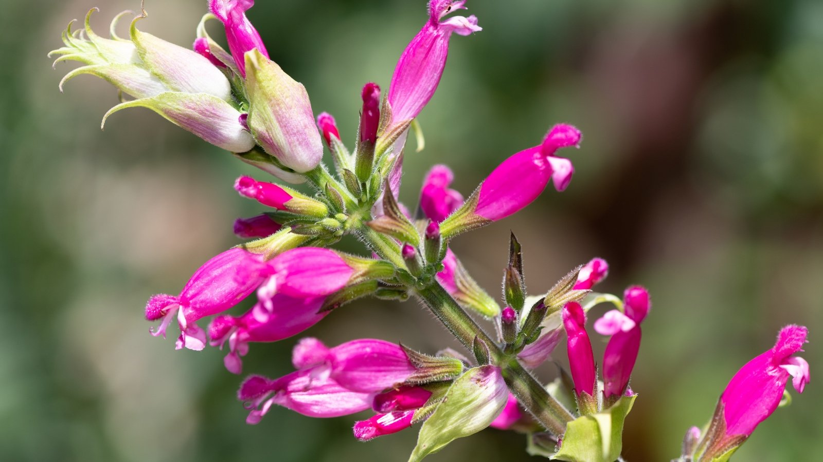 Pink flowers with a darker magenta center, growing in dense clusters on green stems.