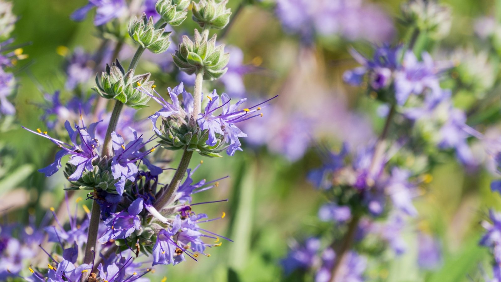 Cluster of violet-blue tubular flowers with fuzzy stems and small, aromatic gray-green leaves.