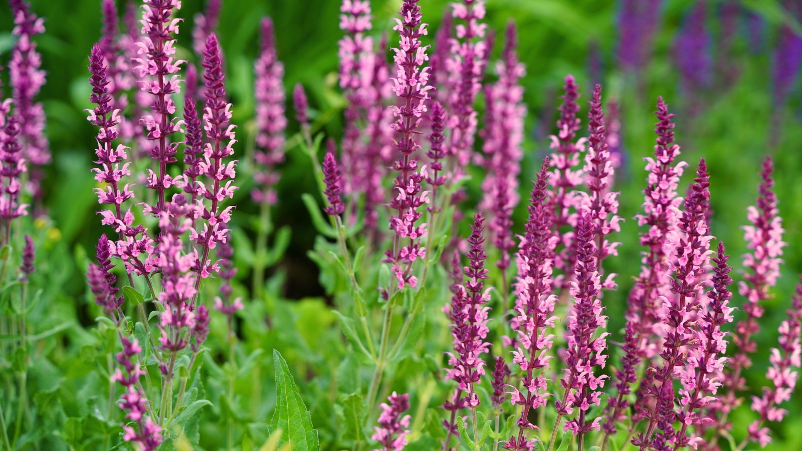 Close-up of spikes of bright pink tubular flowers, surrounded by pointed green leaves and tall, erect stems.