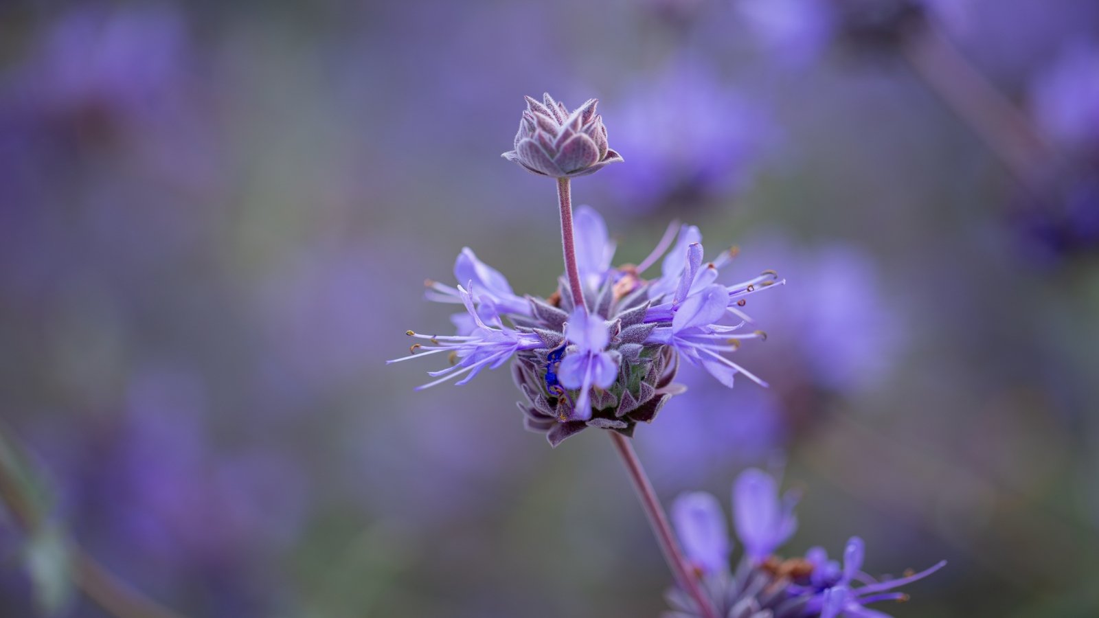 Purple-blue flowers on long, sprawling stems with small, silvery-green leaves.