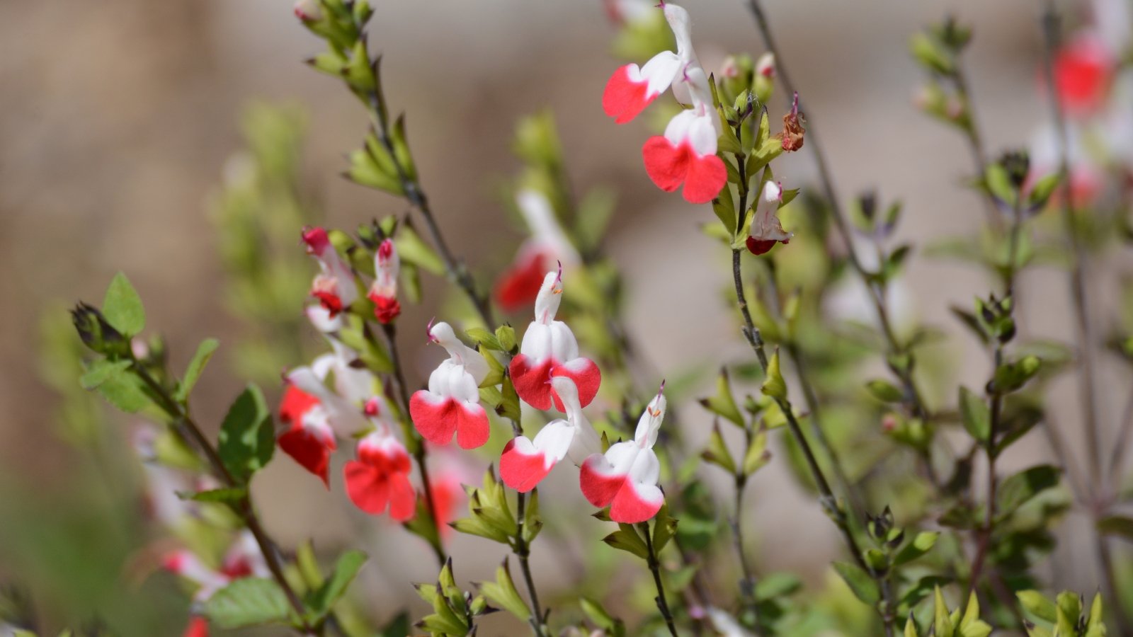 Red and white two-toned flowers with small, dark green leaves on upright stems.