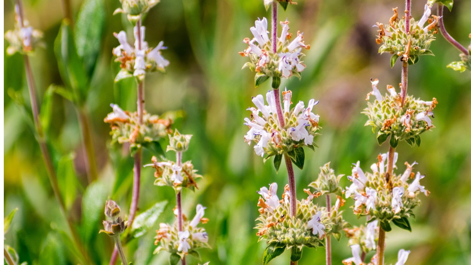 Small white flowers in dense clusters with oval, spaced evenly above aromatic green leaves.