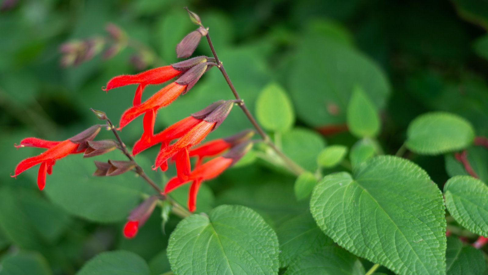 Striking red flowers with burgundy calyxes bloom on slender stems, emerging from a mound of heart-shaped foliage.