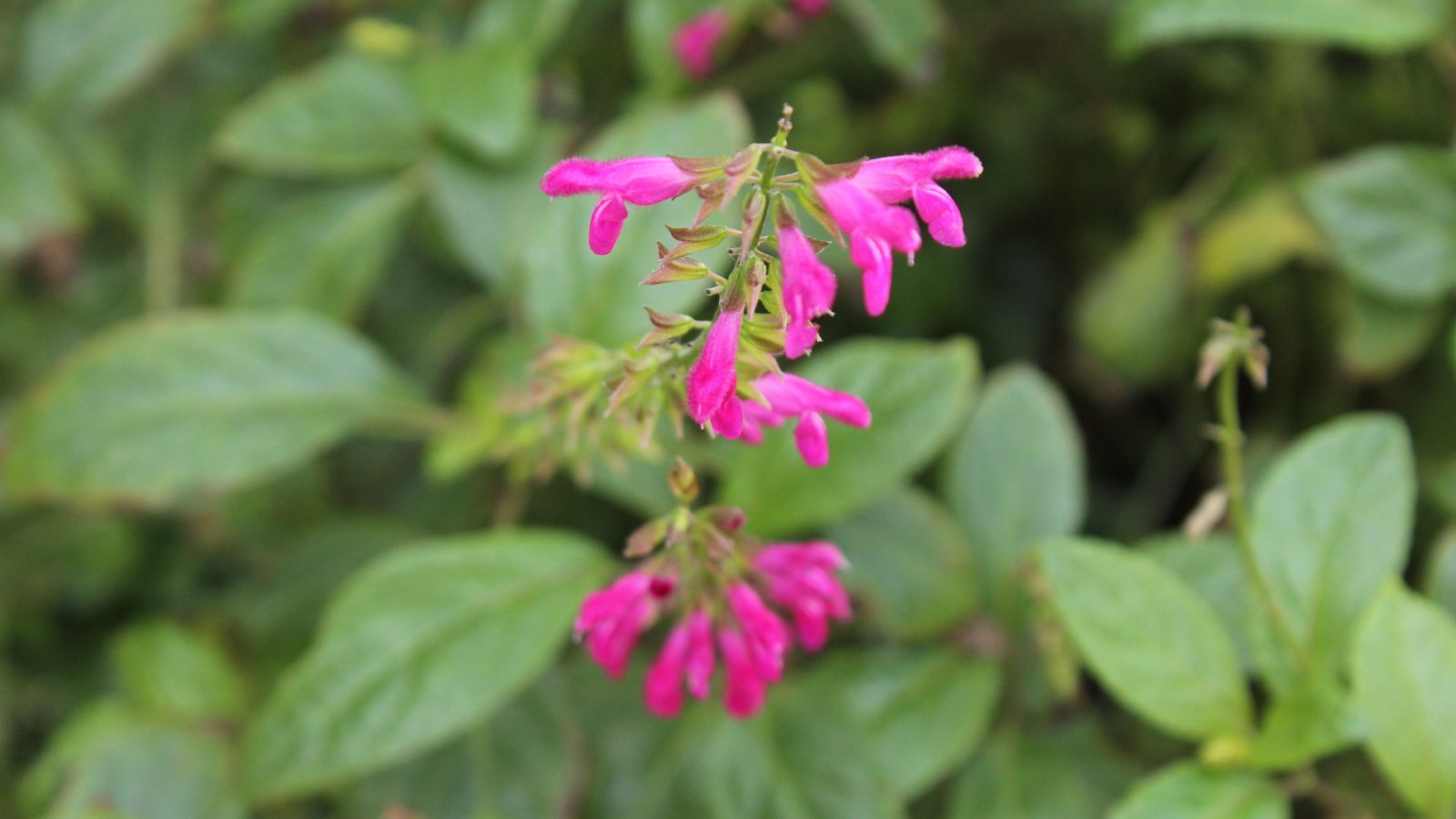 Bright pink flowers on tall, wiry stems with dense, deep green leaves.