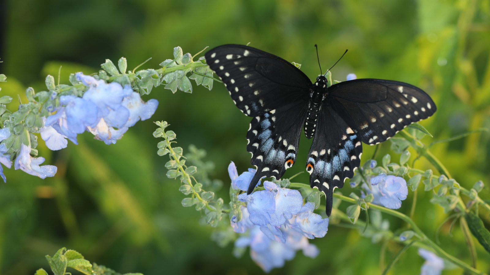 A black swallowtail butterfly drinks from blue flowers with a slight white hue, sprouting from long, green stems with thin leaves.