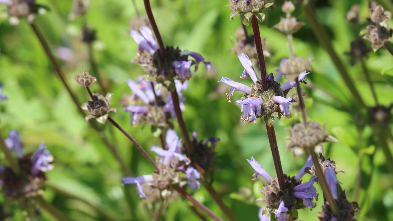 Light lavender flowers bloom from dense calyxes sparsely arranged on thin brownish stems.