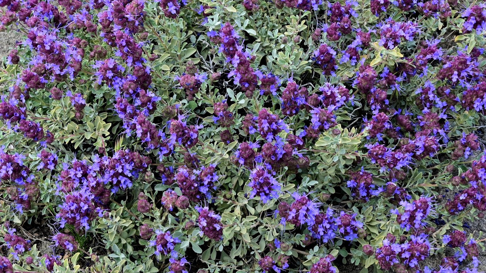 Fuzzy, purple and lavender-colored flowers emerging from prolific dry, silvery-green stems and leaves.
