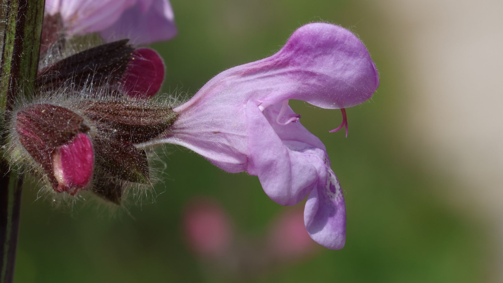 Up close shot of a Salvia recognita flower, with its pink petals emerging from a maroon fuzzy calyx on a green stem.