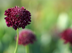 Deep burgundy Scabiosa ‘Black Knight’ with clustered florets and slender green stems.