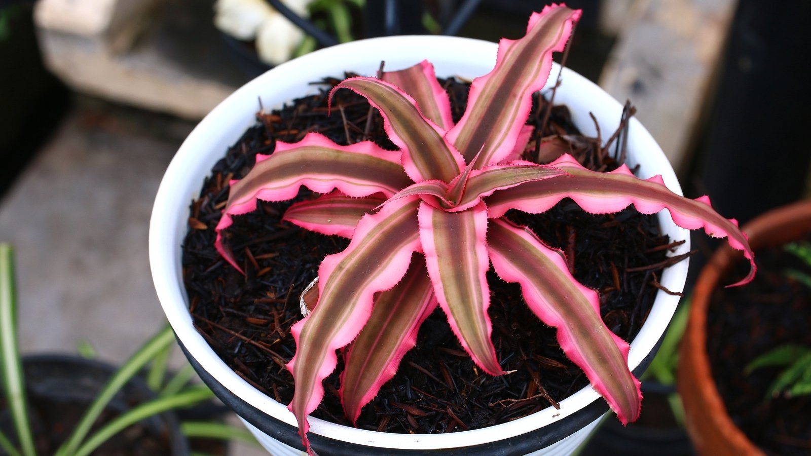 Star-shaped plant with thin, pointed leaves featuring pink stripes and green edges, planted in dark soil.