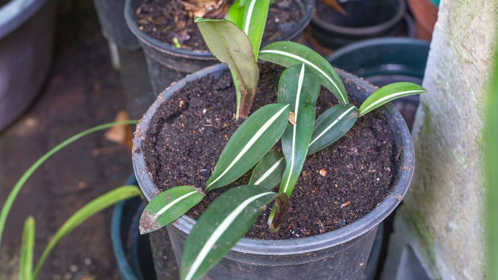 A young plant with slender green leaves growing in dark soil inside a black plastic pot.