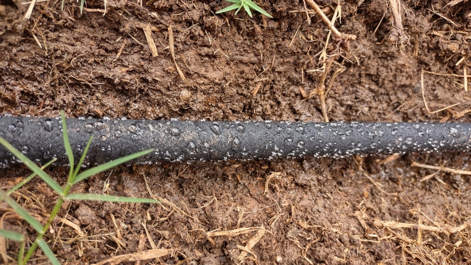 How To Plant Grow And Care For Mustard Greens how-to-plant-grow-and-care-for-mustard-greens