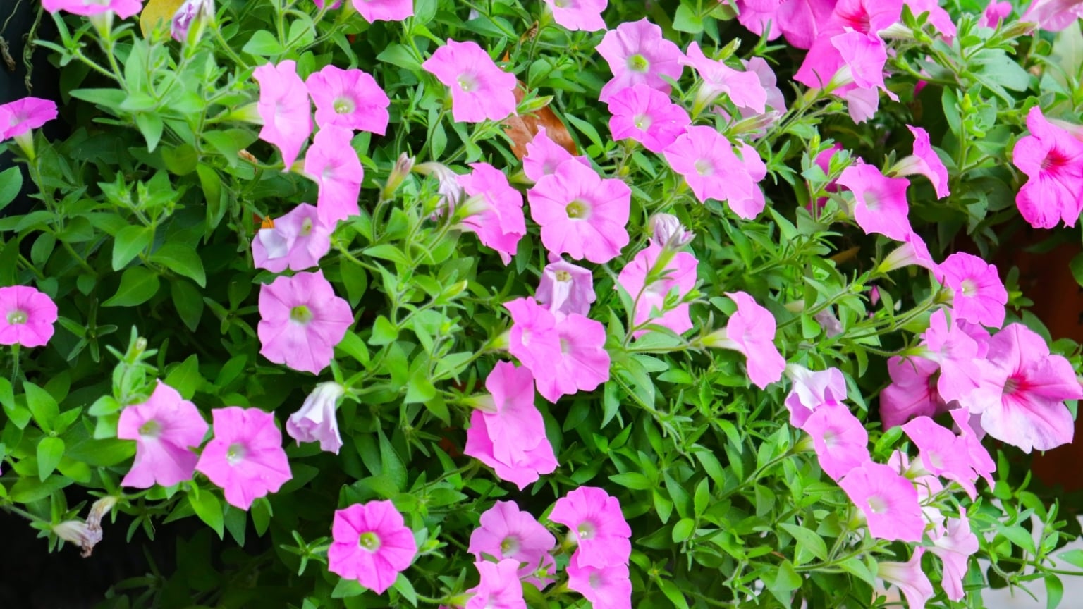 How to Plant, Grow, and Care for Wave Petunias