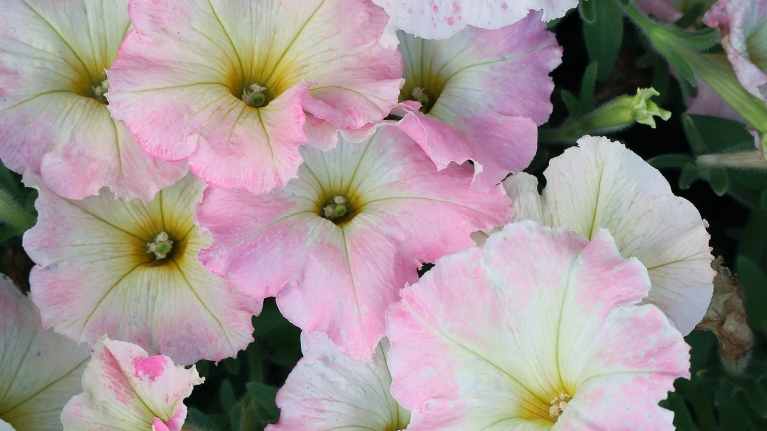 How to Plant, Grow, and Care for Wave Petunias